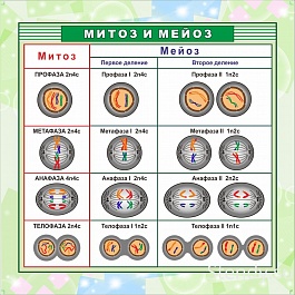 Митоз и Мейоз Митоз и Мейоз